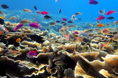 Marine Life of Moalboal, Cebu