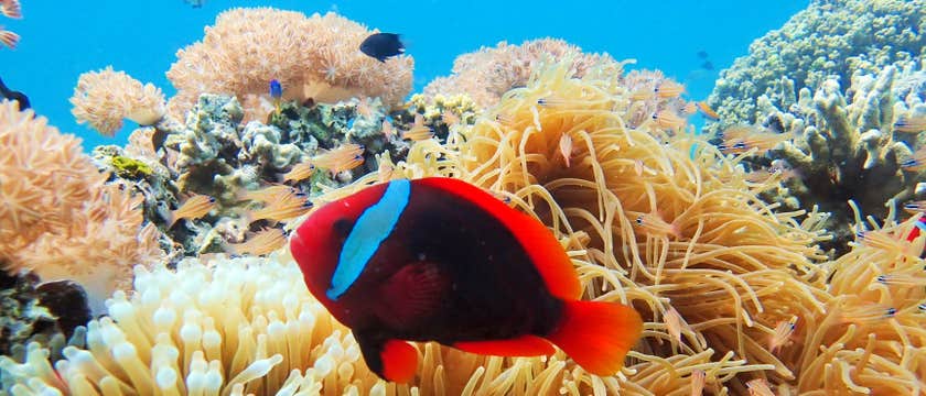 Fun 5-Day Cebu Discover Scuba Diving Package at Club Serena Resort with Airfare from Manila