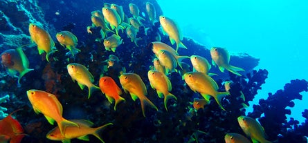 Rich marine life in Moalboal, Cebu