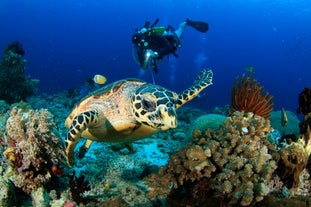 Fun Dive in Boracay Island with marine animals
