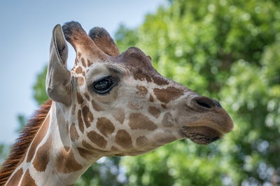 Cebu Safari and Adventure Park