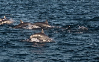 在巴里卡萨岛观赏海豚