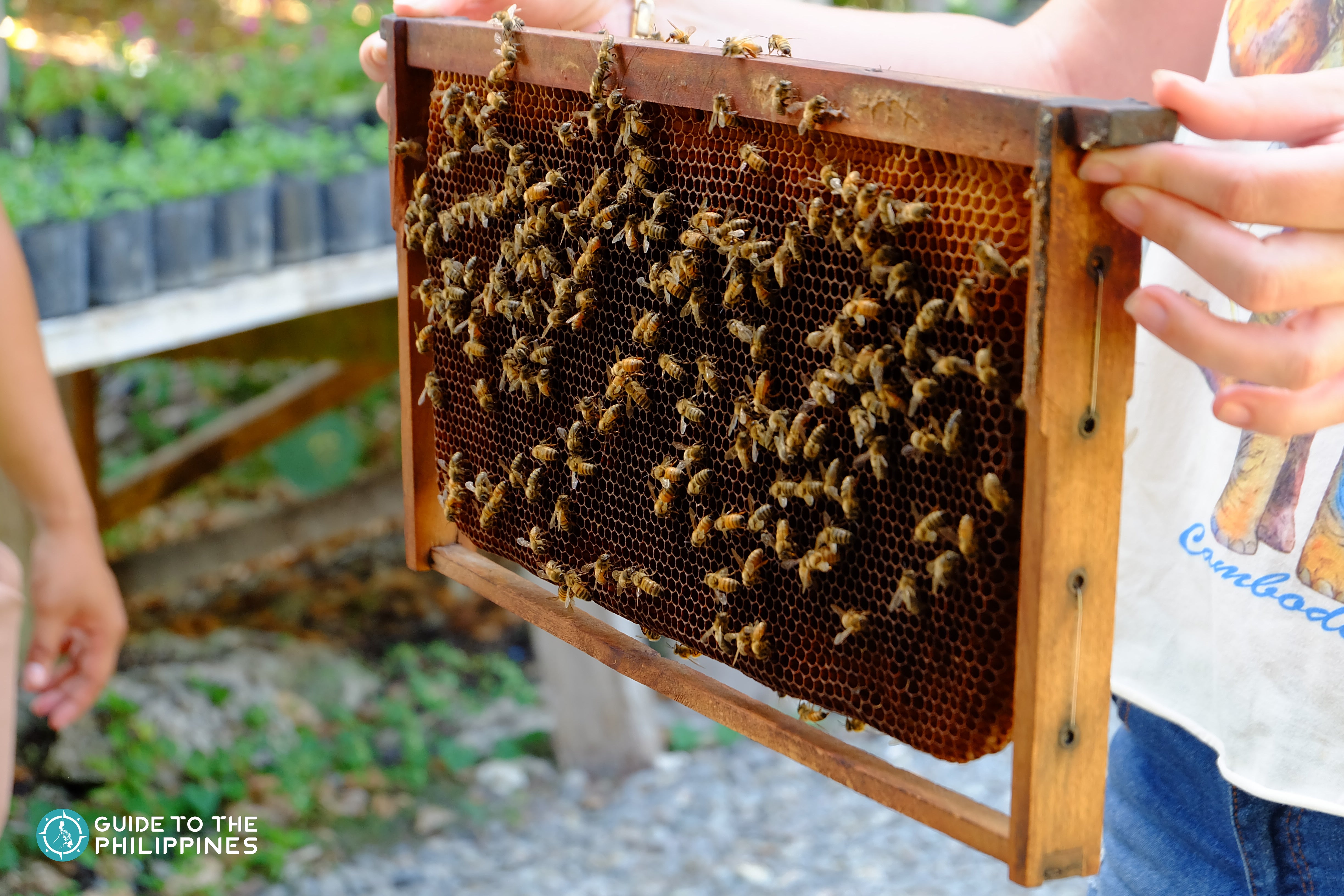 Bee hive in Bohol Bee Farm