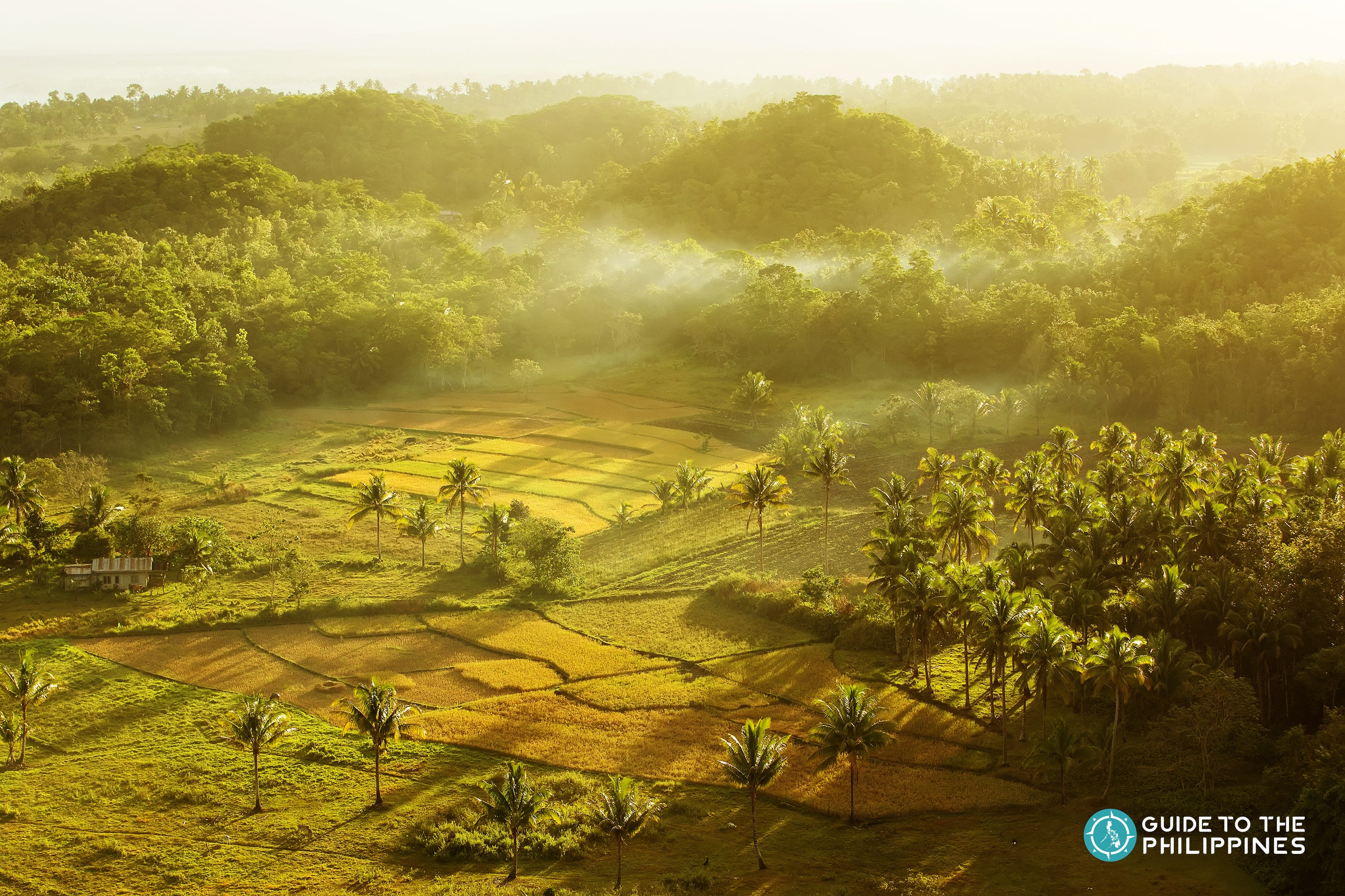 Rice fields next to Chocolate Hills