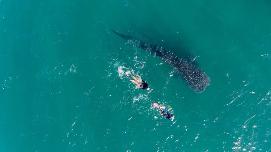 Tourists Snorkeling and Swimming alongside a Whale Shark in Oslob, Cebu