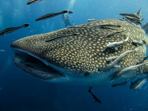 Cebu Oslob Scuba Diving with the Whale Sharks & Tumalog Falls Day Tour with Lunch and Transfers