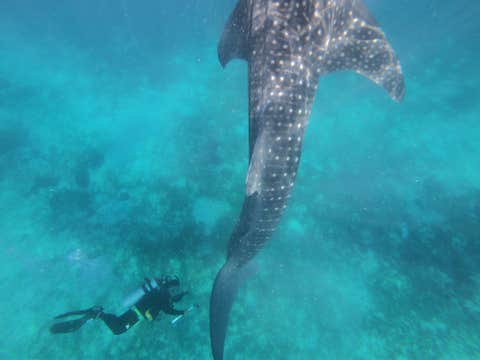 Cebu Oslob Scuba Diving with the Whale Sharks & Tumalog Falls Day Tour with Lunch and Transfers
