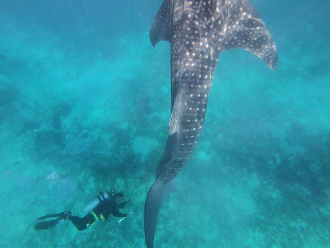 Experience Scuba Diving with Whale Sharks in Oslob, Cebu