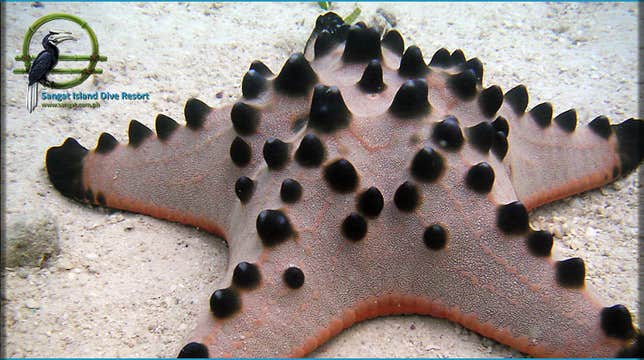 3-Day Palawan Island Diving Package in Coron Town's Tao Sangat Island Dive Resort from Manila City