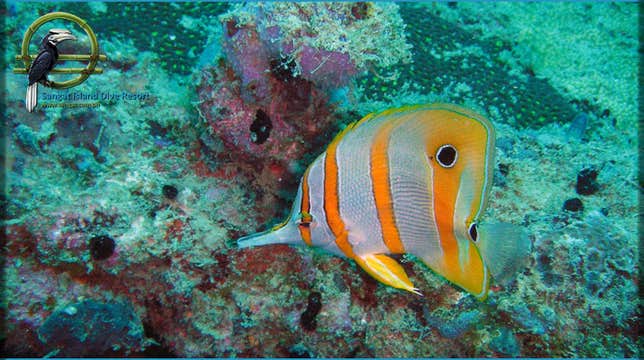 3-Day Palawan Island Diving Package in Coron Town's Tao Sangat Island Dive Resort from Manila City