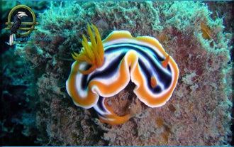 4D3N Coron Diving Package with Airfare for Beginners | Sangat Island Dive Resort from Manila