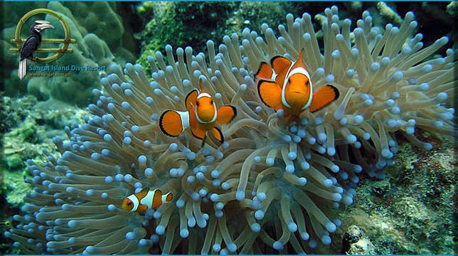 4-Day Stunning Diving Package to Coron Palawan at Tao Sangat Island Dive Resort with Gear & Meals