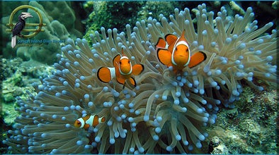 4-Day Stunning Diving Package to Coron Palawan at Tao Sangat Island Dive Resort with Gear & Meals