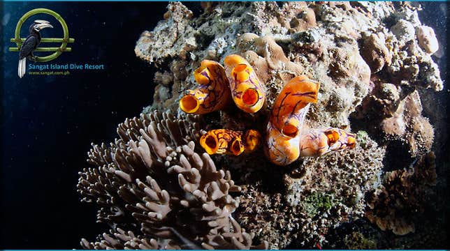 4-Day Stunning Diving Package to Coron Palawan at Tao Sangat Island Dive Resort with Gear & Meals