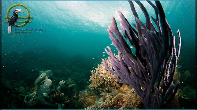 4-Day Stunning Diving Package to Coron Palawan at Tao Sangat Island Dive Resort with Gear & Meals