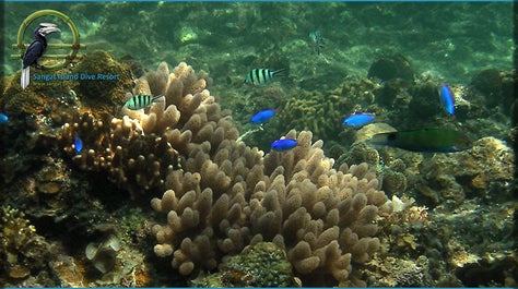 4D3N Coron Diving Package with Airfare for Beginners | Sangat Island Dive Resort from Manila