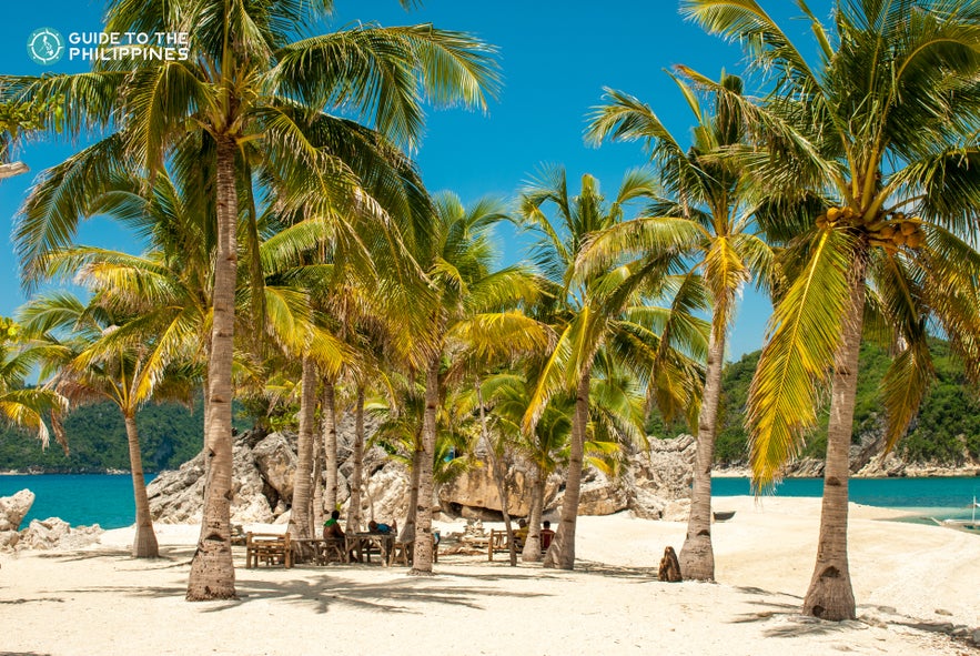 Palm trees on Cabugao Gamay Island Palm trees on Cabugao Gamay Island