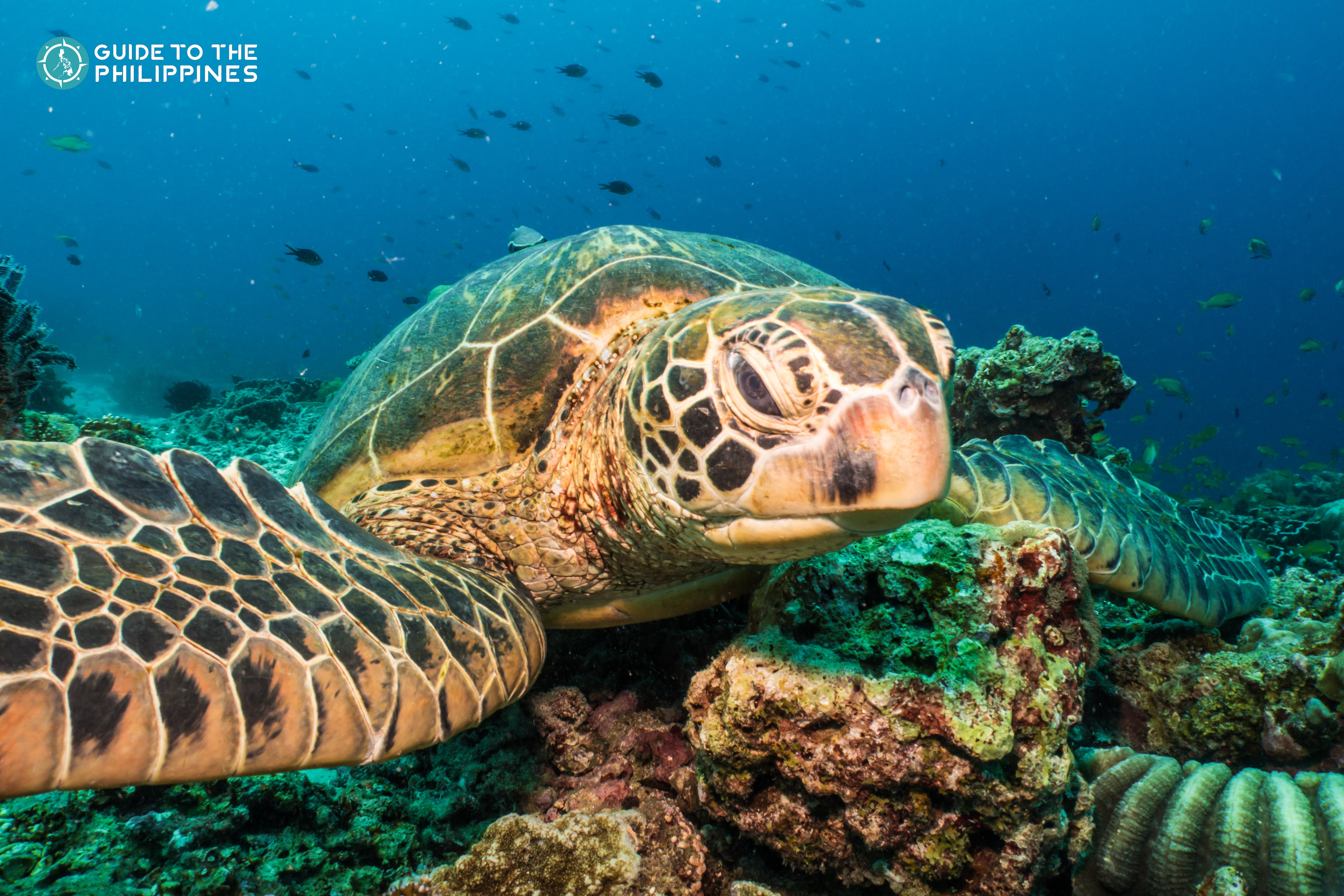 Sea turtle in Balicasag Island