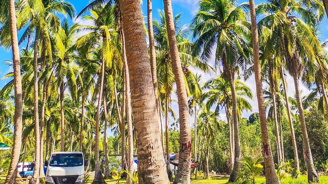 Swaying palm trees along the pristine shores of Catanauan Beach in Quezon Province