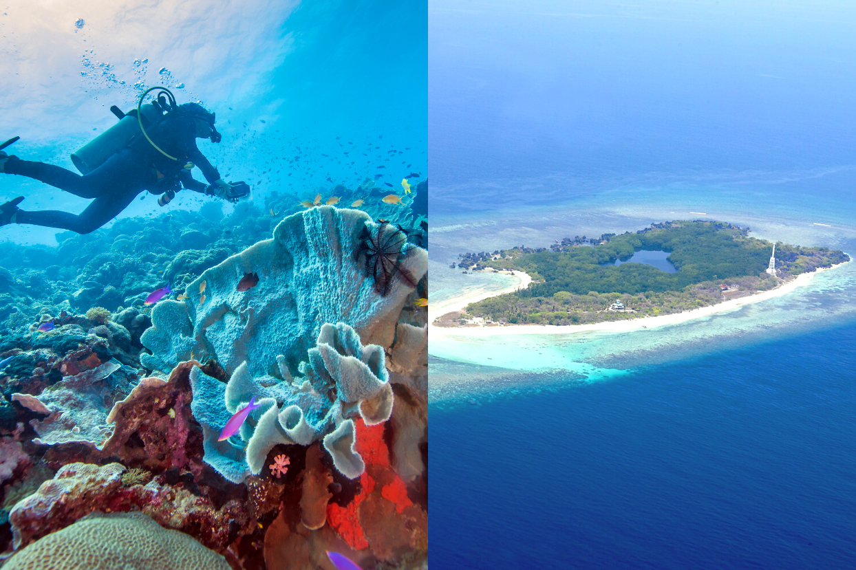 Leyte coral reef and Apo Reef Natural Park