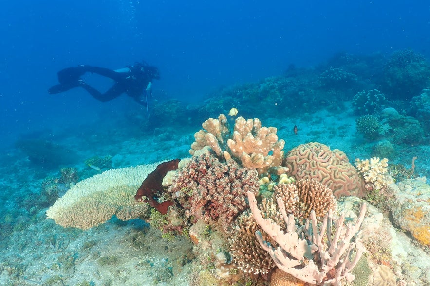 Corals in Sarangani Corals in Sarangani