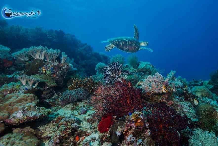 Sea turtle swimming by corals in Siquijor Sea turtle swimming by corals in Siquijor