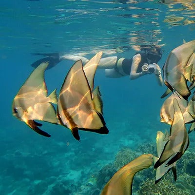 Diver taking photos of fish in Danjugan Island Diver taking photos of fish in Danjugan Island