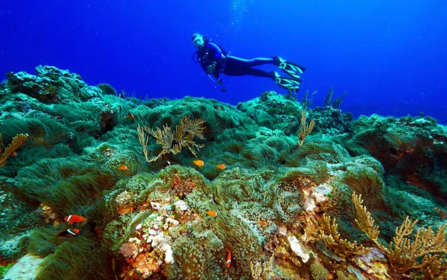 Diver swimming by corals in Batanes Diver swimming by corals in Batanes