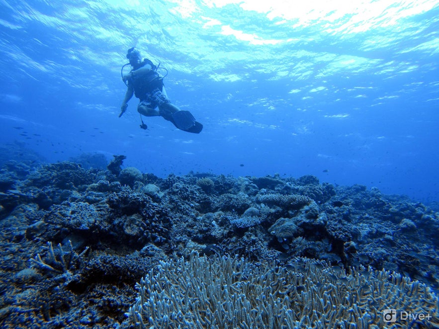 Diver in Apo Reef Natural Park Diver in Apo Reef Natural Park