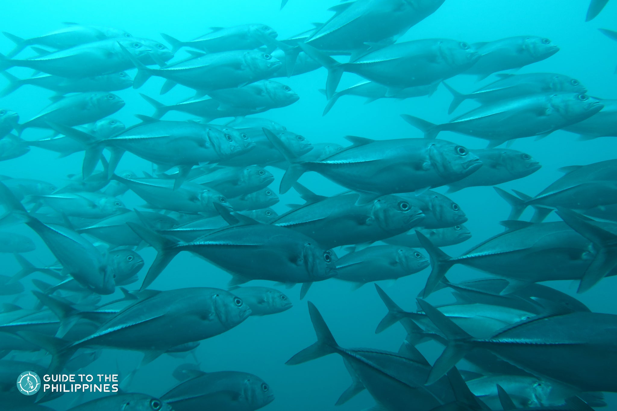 School of fish in Subic Bay School of fish in Subic Bay
