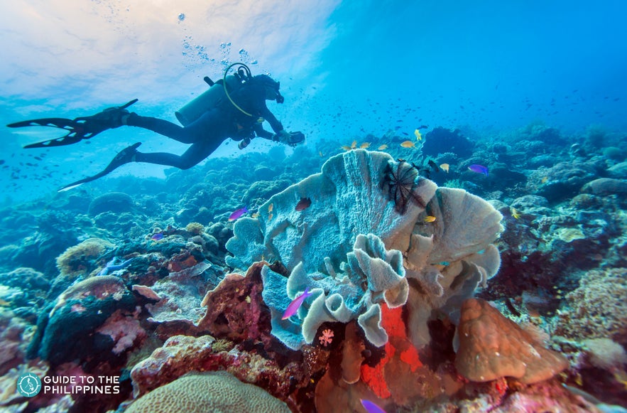 Coral reef in Leyte Coral reef in Leyte