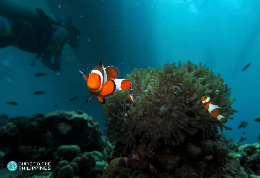 Diver swimming by clown fish in Samal Island Diver swimming by clown fish in Samal Island