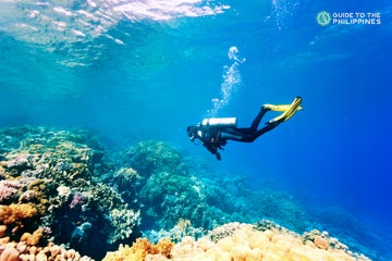 14 Emerging Philippines Diving Destinations: Underrated Spots in Luzon, Visayas, Mindanao