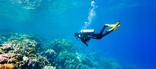 TopBanner_Scuba diver in a coral reef.jpg
