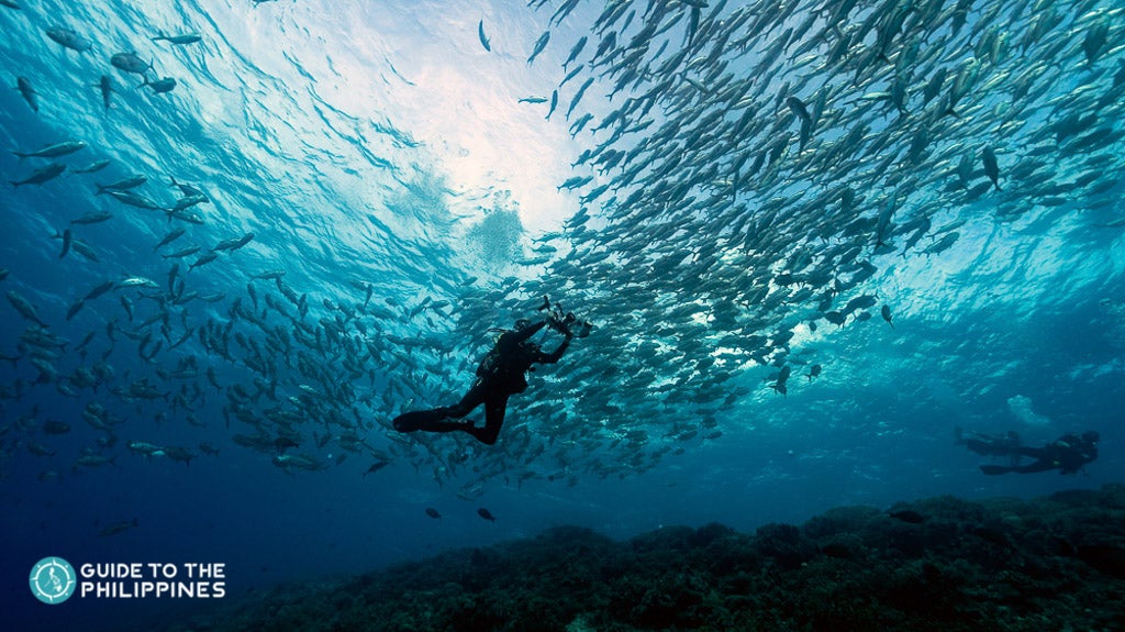 Diver swims by school of fish in Tubbataha Reef Diver swims by school of fish in Tubbataha Reef