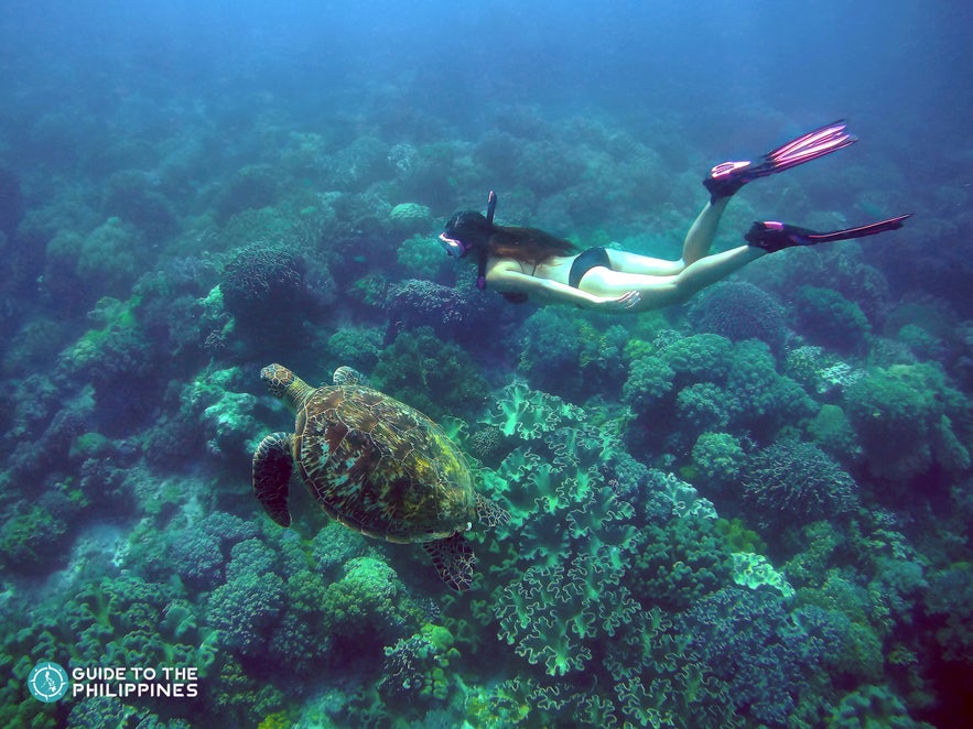 Woman swimming by a sea turte in Apo Island, Dumaguete Woman swimming by a sea turte in Apo Island, Dumaguete
