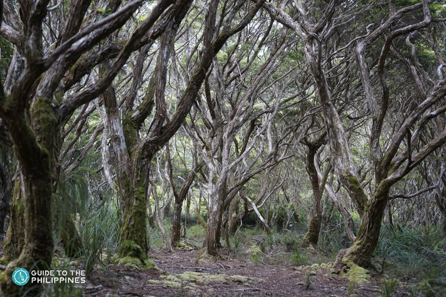 Mount Hamiguitan's hidden garden Mount Hamiguitan's hidden garden