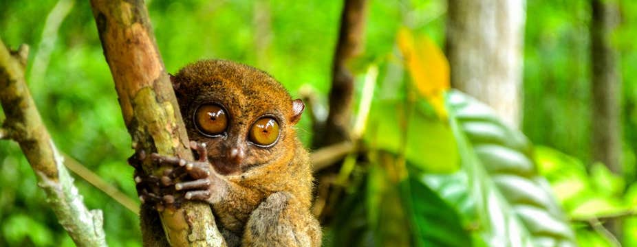 Relaxing 6-Day Bohol Island Tour Package to The Bellevue Resort with Local Flights