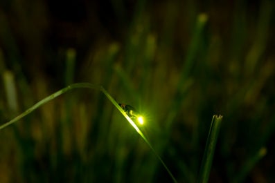 Enjoy Bohol firefly watching night cruise at Abatan River