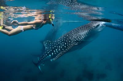 Oslob Cebu Whale Shark Watching