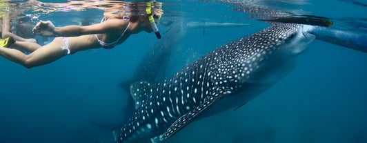 Oslob whaleshark, Cebu