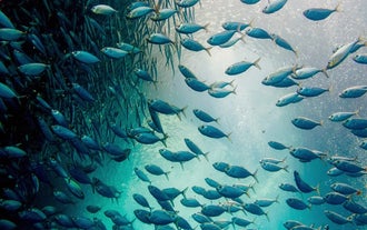 Sardine Run, Moalboal, Cebu, Philippines