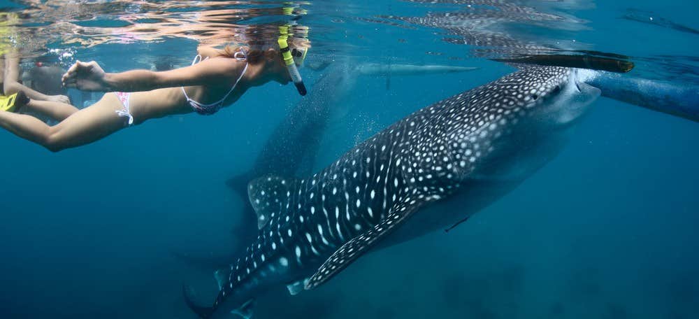 Swim with whale sharks in Oslob, Cebu, Philippines