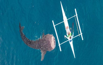 Swim with whale sharks in Oslob, Cebu, Philippines