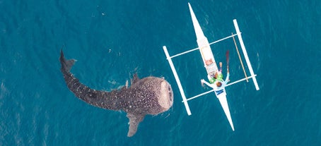 Swim with whale sharks in Oslob, Cebu, Philippines