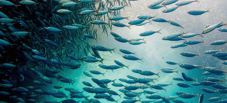 Fun 12-Day Cebu & Bohol Islands Nature, Beaches & Whale Shark Tour Package from Manila City