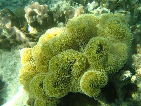 Coron Island Hopping Tour to Barracuda Lake, Twin Lagoon & Reefs with Lunch & Transfers