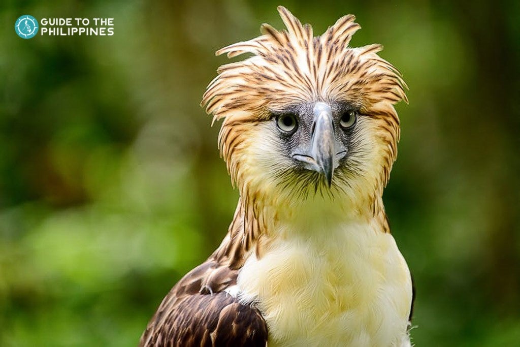 Philippine Eagle Center in Davao City