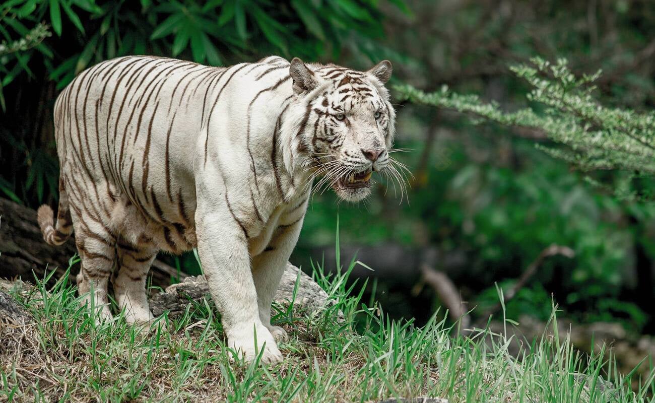 Private Tour to Safari and Adventure Park in Cebu Island Province with Transfers