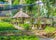 Produce growing in Bohol Bee Farm